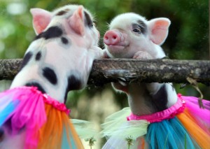 adorable-pig-in-a-tutu